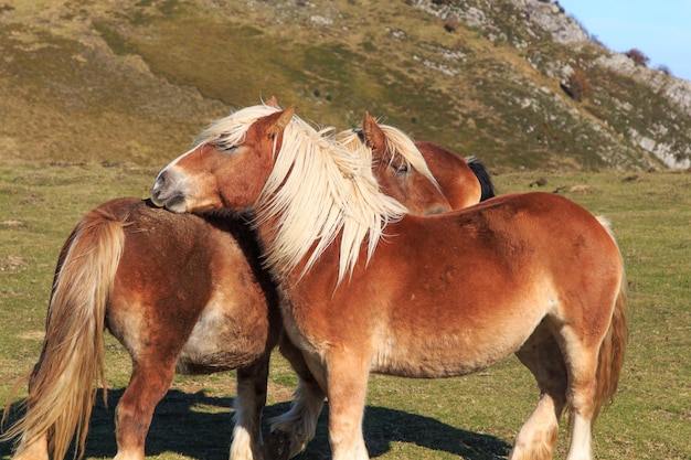 Twee bruine paarden die met hun rug op de berg kruipen