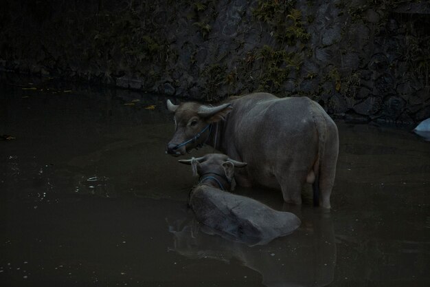 Foto twee buffels in een veld .