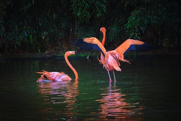 Twee Caribische Flamingo's in een meer