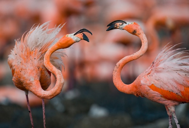 Twee Caribische flamingo's spelen met elkaar