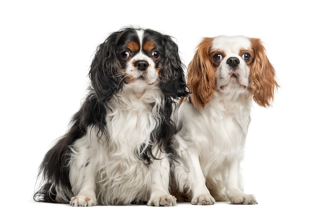 Twee Cavalier King Charles Spaniels