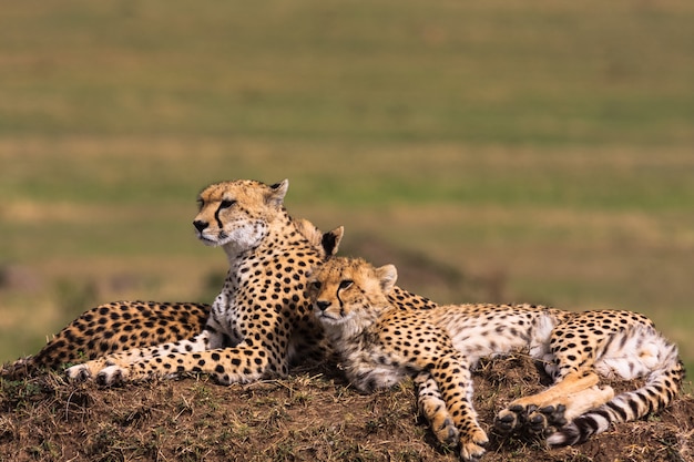 Twee cheeta's kijken naar de savanne. Heuvels van Masai Masra, Kenia