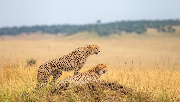 Twee cheeta's op de heuvel in de savanne.