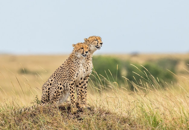 Twee cheeta's op de heuvel in de savanne.