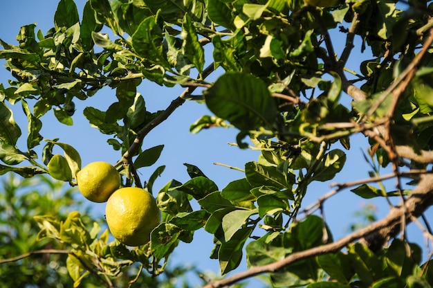 Twee citroenen op boomtak met groene bladeren en blauwe hemelachtergrond. Fruitoogstseizoen