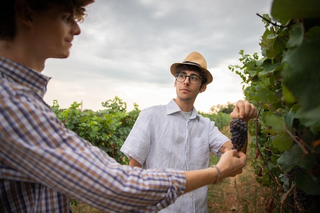Twee collega's plukken druiven in de wijngaard om wijn te maken in italië