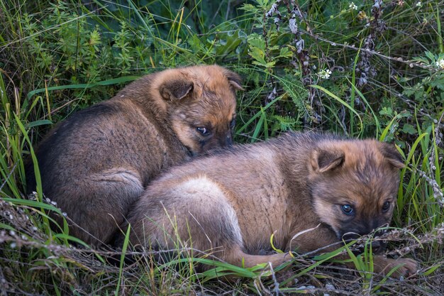 Twee dakloze puppy's zitten samen in het gras