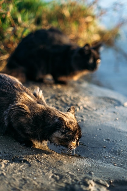 Foto twee dakloze zwervende driekleurige en zwarte kat op natuur achtergrond buiten portret van droevige dakloze