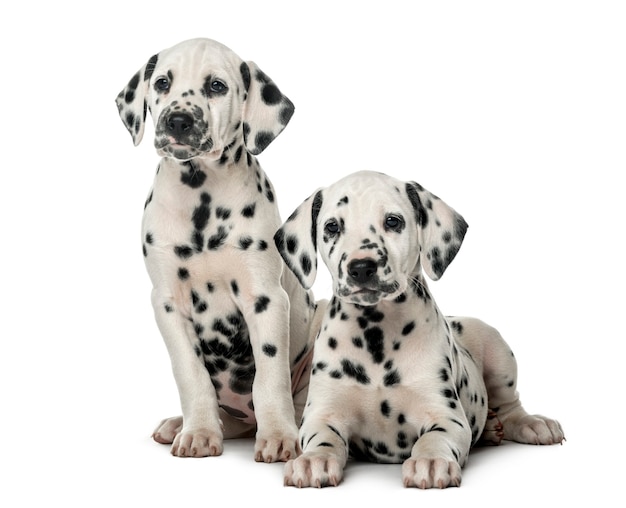 Twee Dalmatische puppy's voor een witte muur