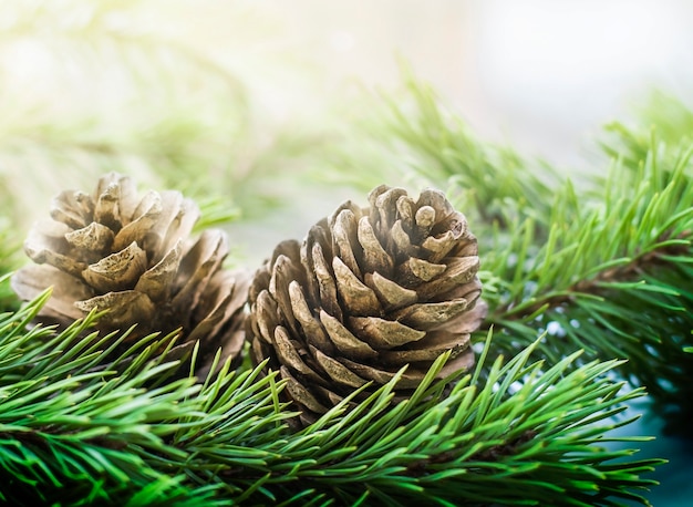 Twee dennenappels op een naaldboom