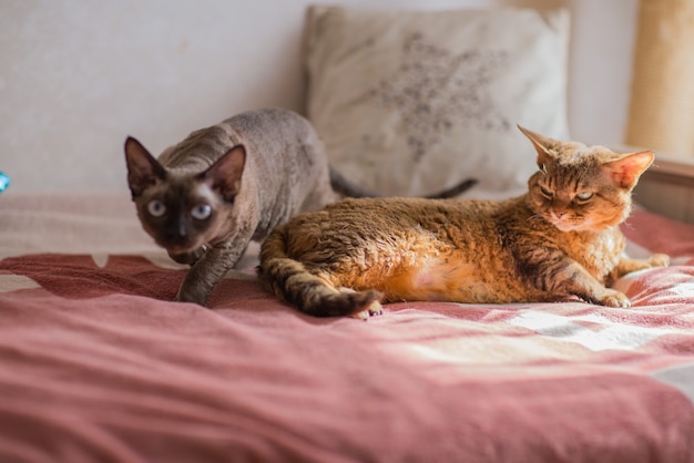 twee Devonrex-katten op het bed