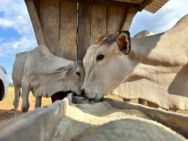 twee dieren kussen elkaar voor een houten structuur