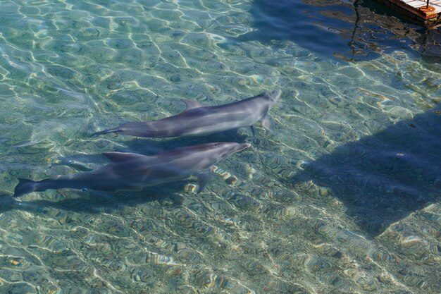 Twee dolfijnen bottlenose onderwater Rode Zee kustlijn Israël Dolfijn met een baby drijvend in het water Dieren in het wild zeedieren ontwerp ansichtkaart Twee speelse dolfijnen spelen met zonnestralen