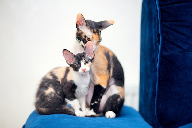 Twee driekleurige Sphynx-katten met bont zitten op de bank.