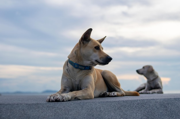 Twee droevige honden zittend op de vloer met heldere lucht