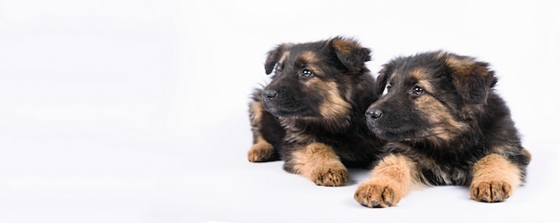 Twee Duits herderspuppy op een witte achtergrond