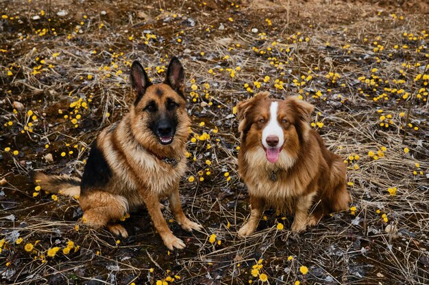 Twee Duitse en Australische herders zitten tussen gele sleutelbloemen en glimlachen