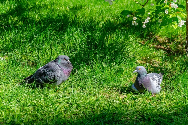 Twee duiven zitten in het groene gras.