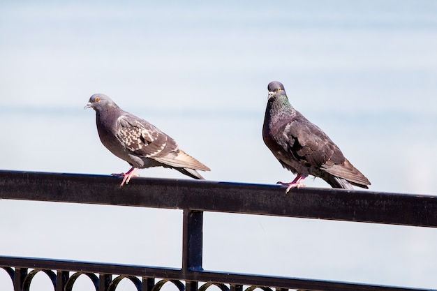 Twee duiven zitten op een hek in een park bij de rivier_