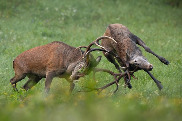 Twee edelherten die boos vechten in een groene weide in de herfstnatuur