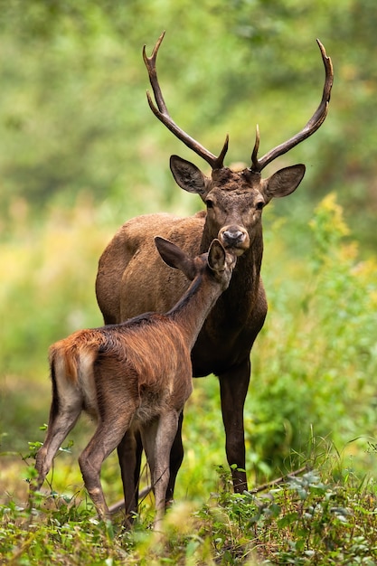 Twee edelherten ruiken in het bos in de natuur van de zomer