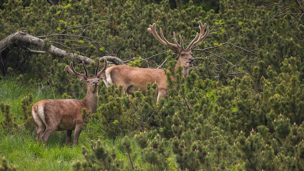 Twee edelherten staande op bergen in de lente natuur