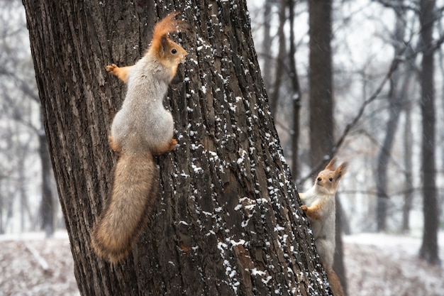 Twee eekhoorns die op een boomboomstam spelen in de winter