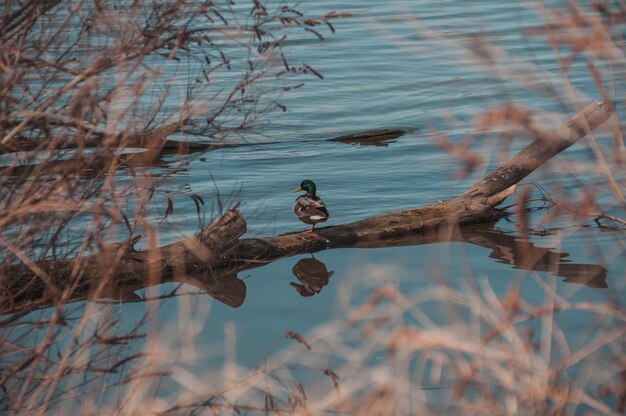 Foto twee eenden drijven in een ondergedompelde boom op een zonnige dag