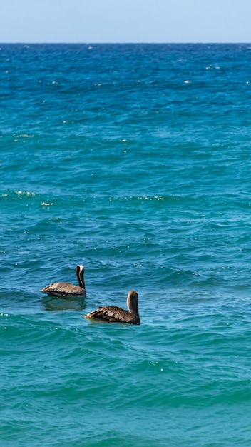 twee eenden in het water