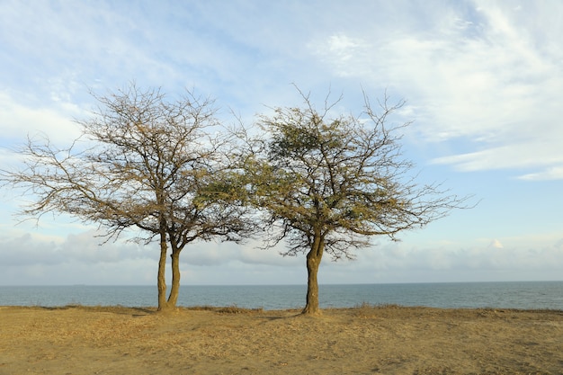 Twee eenzame bomen op helling tegen zee