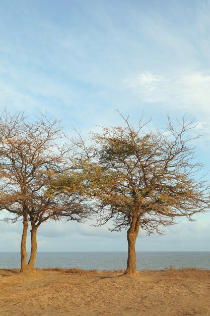 Twee eenzame bomen op helling tegen zee