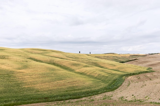 Twee eenzame cipressen op een heuveltop in het midden van de eindeloze uitgestrekte Toscaanse weiden