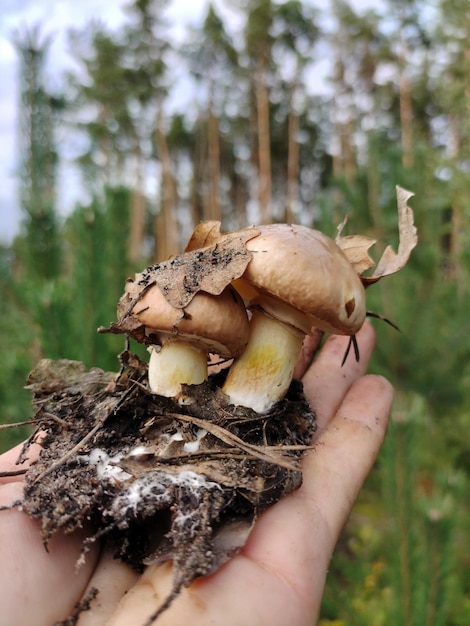 Twee eetbare paddenstoelen met een stuk aarde eronder op de hand De bosachtergrond is wazig