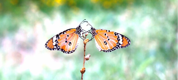 Twee effen tijgervlinders op de bloemplant