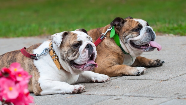 Twee Engelse buldoggen die in de tuin rusten