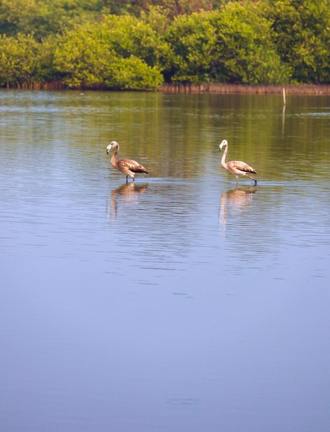 Twee flamingo's banen zich een weg door het water