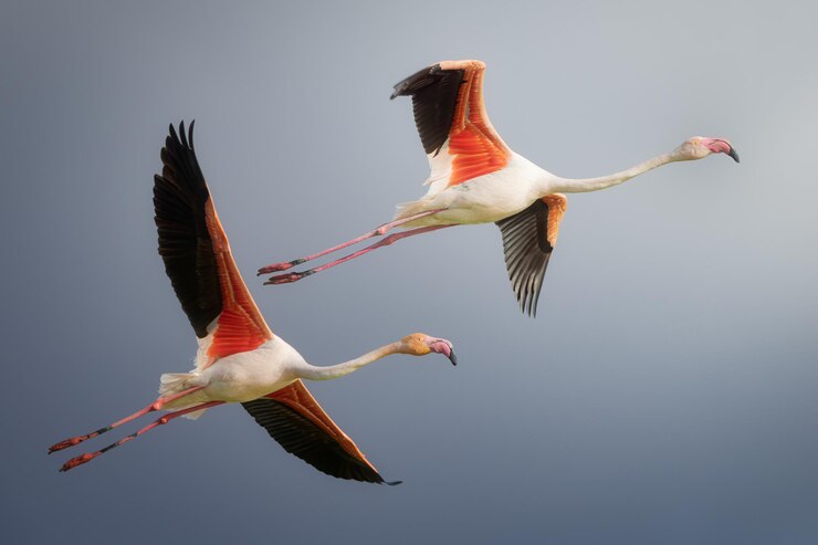 Twee flamingo's in vlucht bij zonsondergang