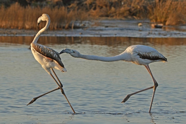 Twee flamingo's vechten in het water