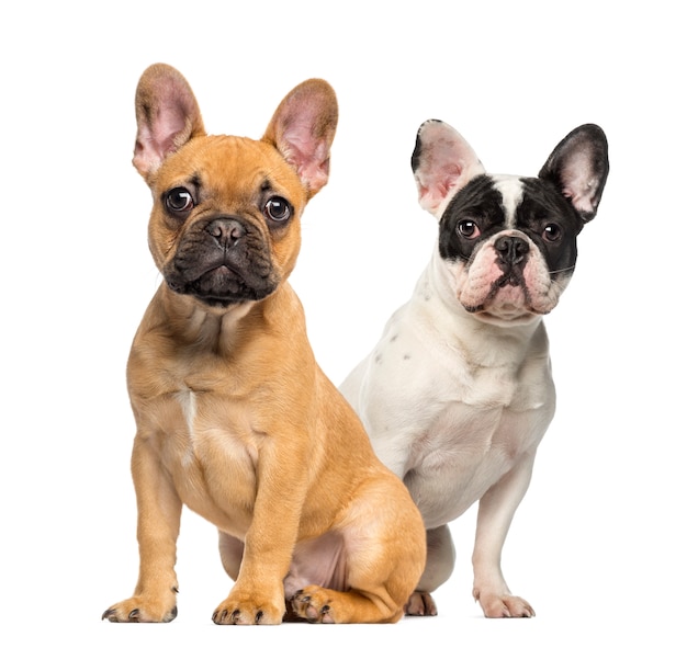 Twee Franse Bulldog pups, zittend