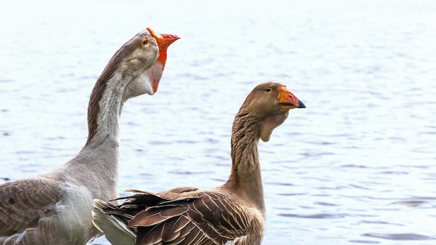 Twee ganzen sluiten omhoog op een rivier