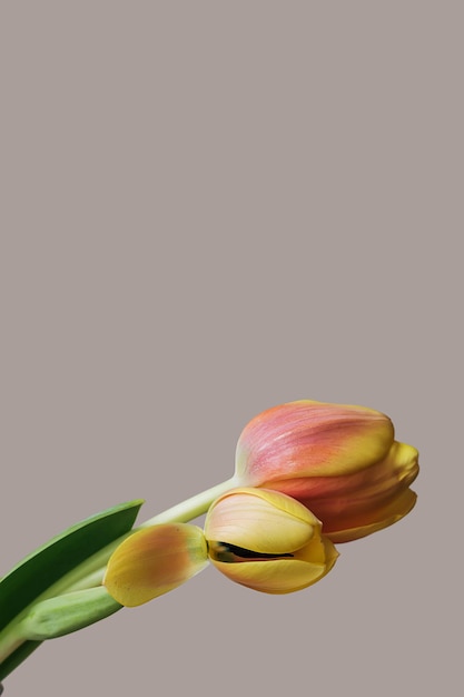 Twee geeloranje tulpenbloem met verwelkt bloemblad op een pastelgrijsbeige minimale achtergrond met kopieerruimte Plantkunde creatief behang Natuurschoonheidsconcept