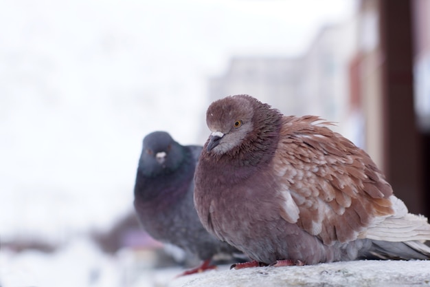 Twee gegolfde duiven in de winter op straat