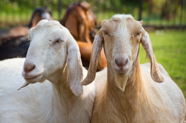 Twee geiten op de ranch