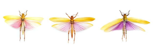 Twee gele libellen worden getoond op een witte achtergrond.