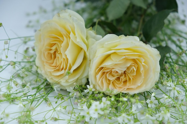 Twee gele rozen liggen op een tafel met witte bloemen