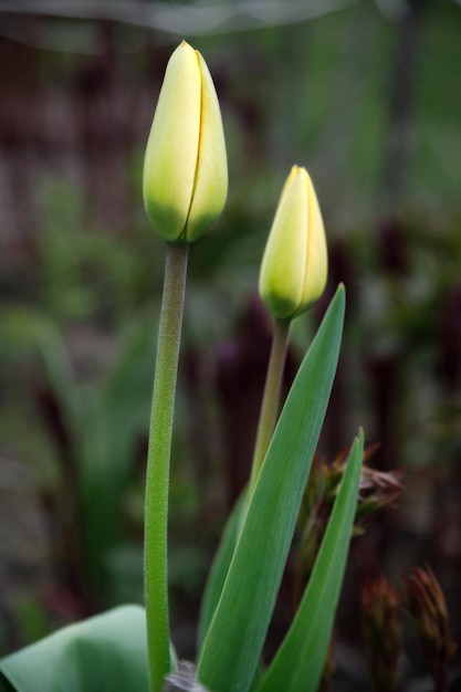 Twee gele tulpen op een onscherpe achtergrond