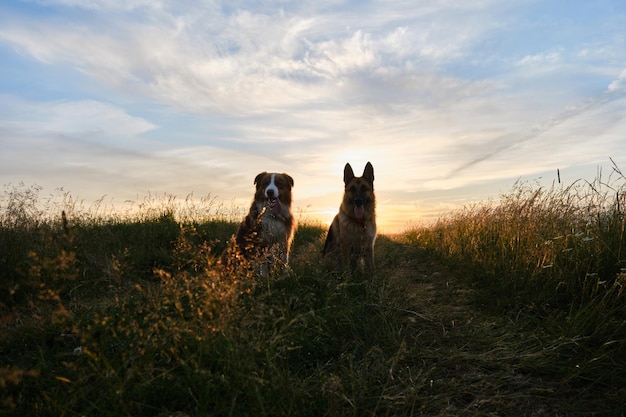 Twee gelukkige Duitse en Australische herders zitten naast elkaar in groen gras bij zonsondergang