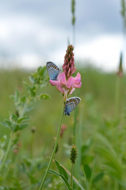 Twee gemeenschappelijke blauwe vlinder op een roze bloem gesloten vleugels