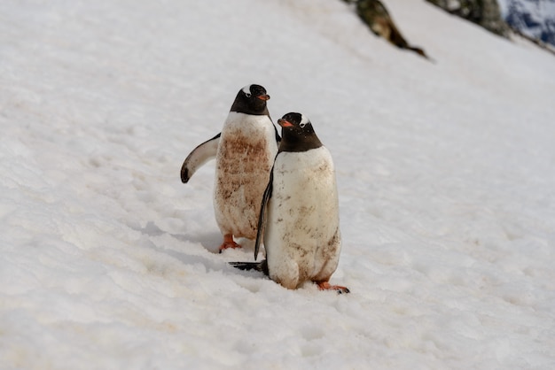 Foto twee gentoopinguïnen op sneeuw