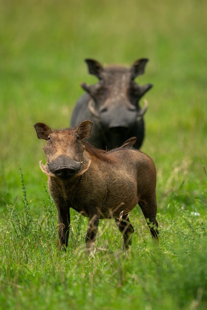 Twee gewone wrattenvarkens staan in het hoge gras